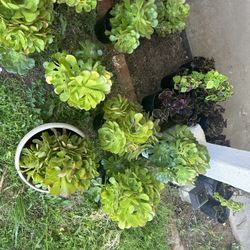 Succulent Plants 