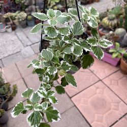 Swedish Ivy Plectranthus Hanging Baskets and Indoor Outdoor