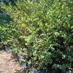 Cocoplum Hedges 6-7ft $95