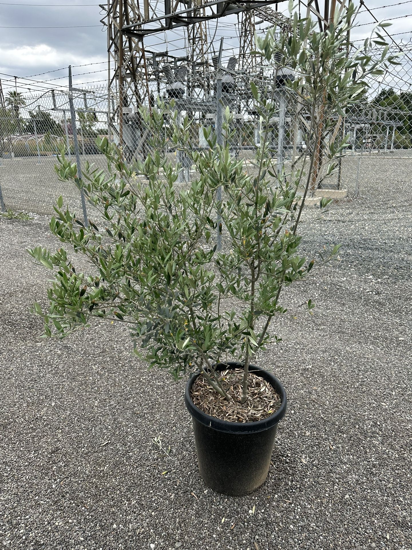 Olive Multi Trunk Tree