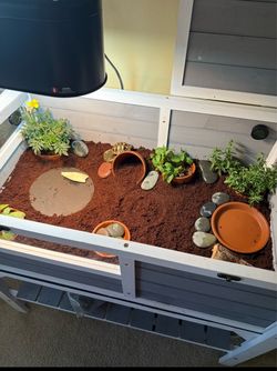 Herman’s Tortoise