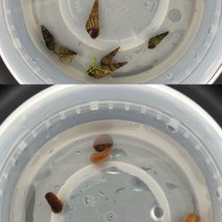 Trumpet Snail & Ramshorn Snail Handmade Aquarium Decoration