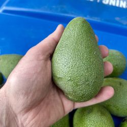 Fuerte avocados
