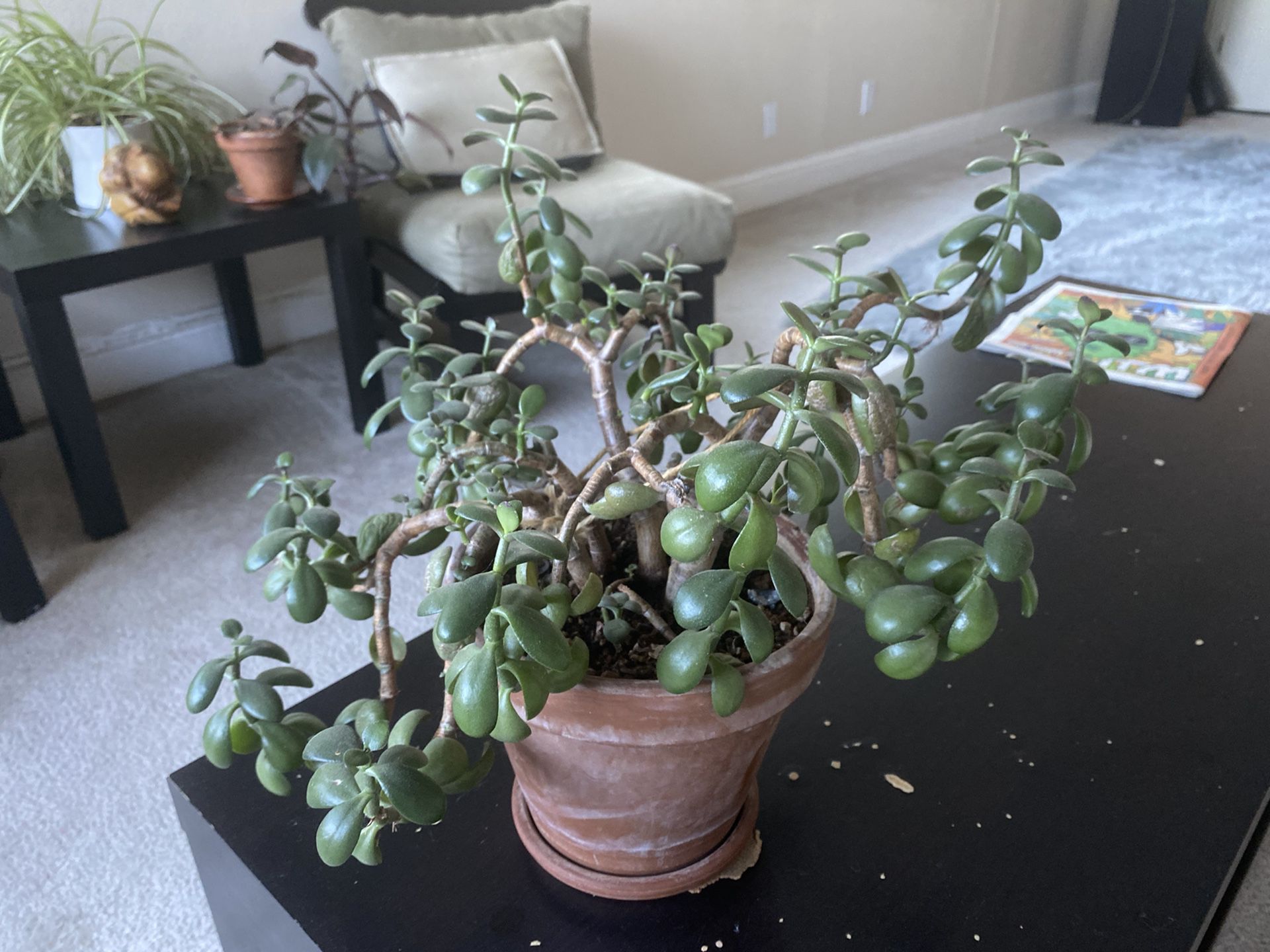Big Jade potted and ready to grow