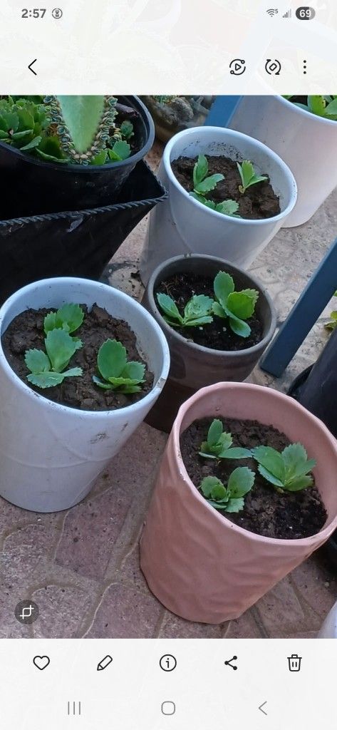 Mother of Thousands Plants