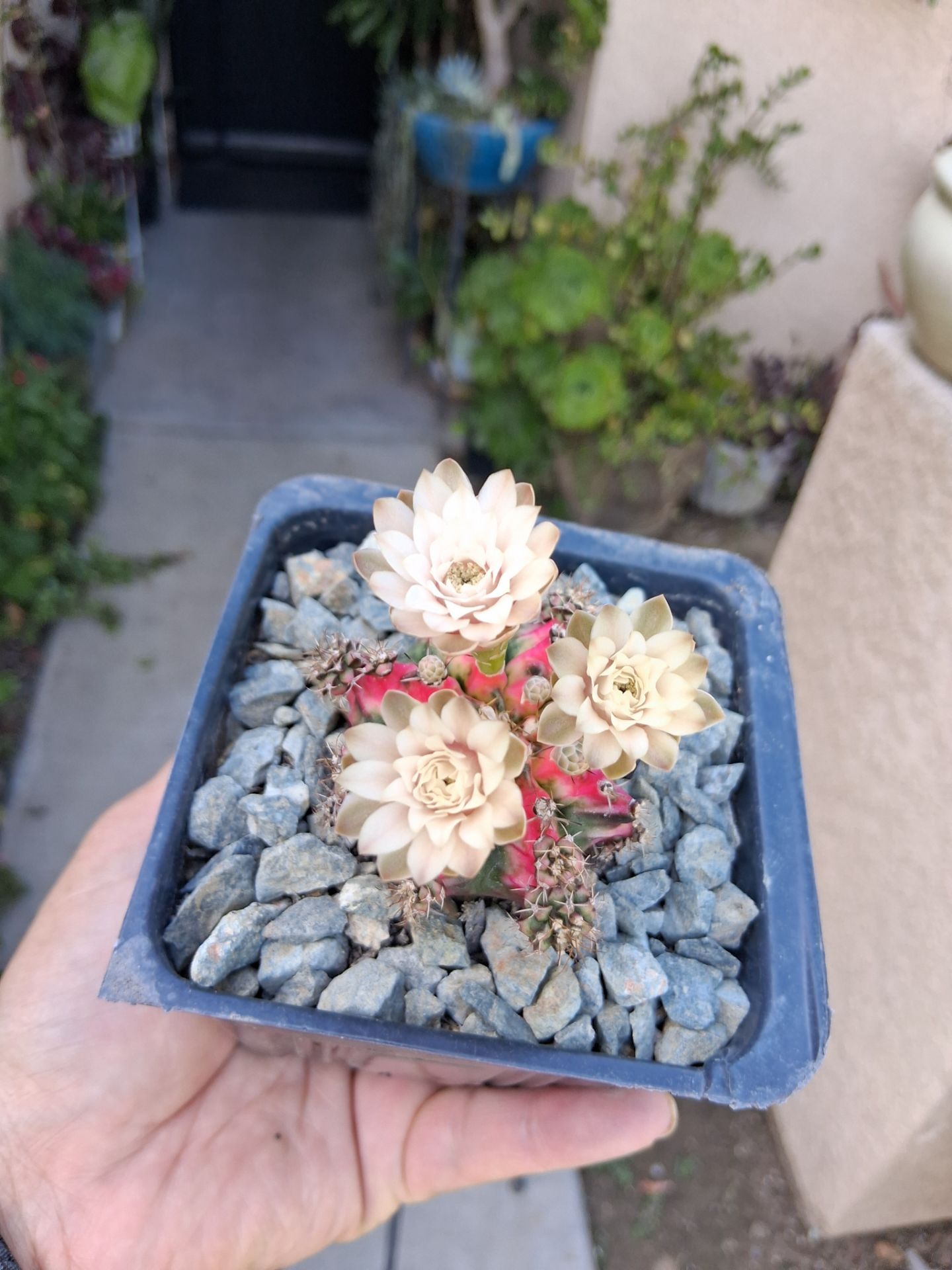 Gymnocalycium Cactus 🌵 Plant $25