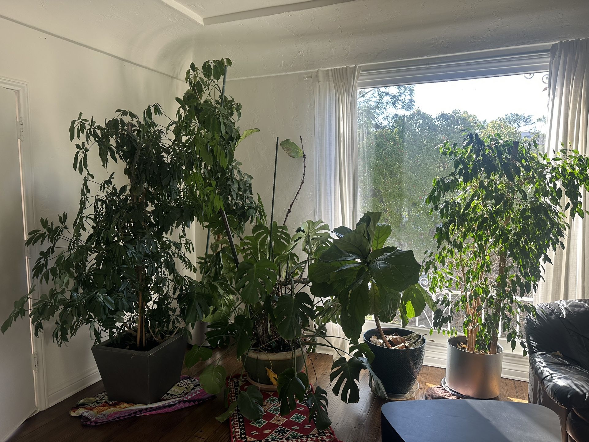 Huge Plant Sale , In Pots, 4-11ft Tall, Healthy