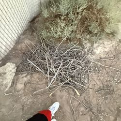 Free Fire Wood 