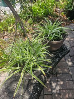 Spider plant hanging basket