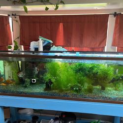 125 Gallon Glass Fish Tank 