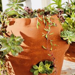 A cute strawberry terracotta pot filled with cascade of succulents