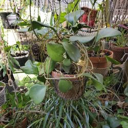 Medium Size HOYA KERRI Plant