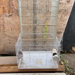 Bird Cage