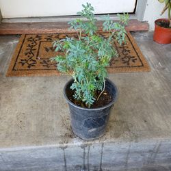Small Rue/Ruda Pequeña 