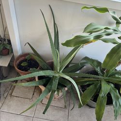 Beautiful Aloe Vera  Plants For Sale