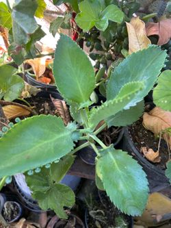 Calanchoe Oreja de burro