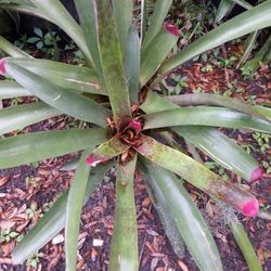 Bromeliads And Agaves