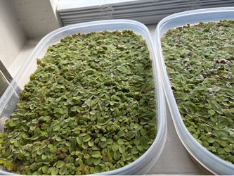 Water spangle/ salvinia minima floaters