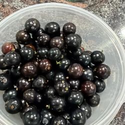 Jabuticaba