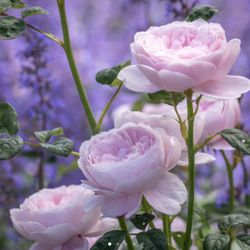David Austin Rose