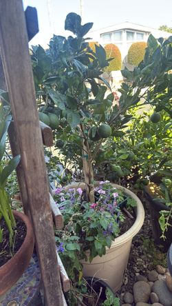 Valencia Orange Plant 12 fruit