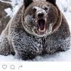 Bear805