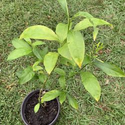 Night Blooming Jasmine Plant With Flower