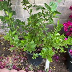 5 Gal Gardenia 