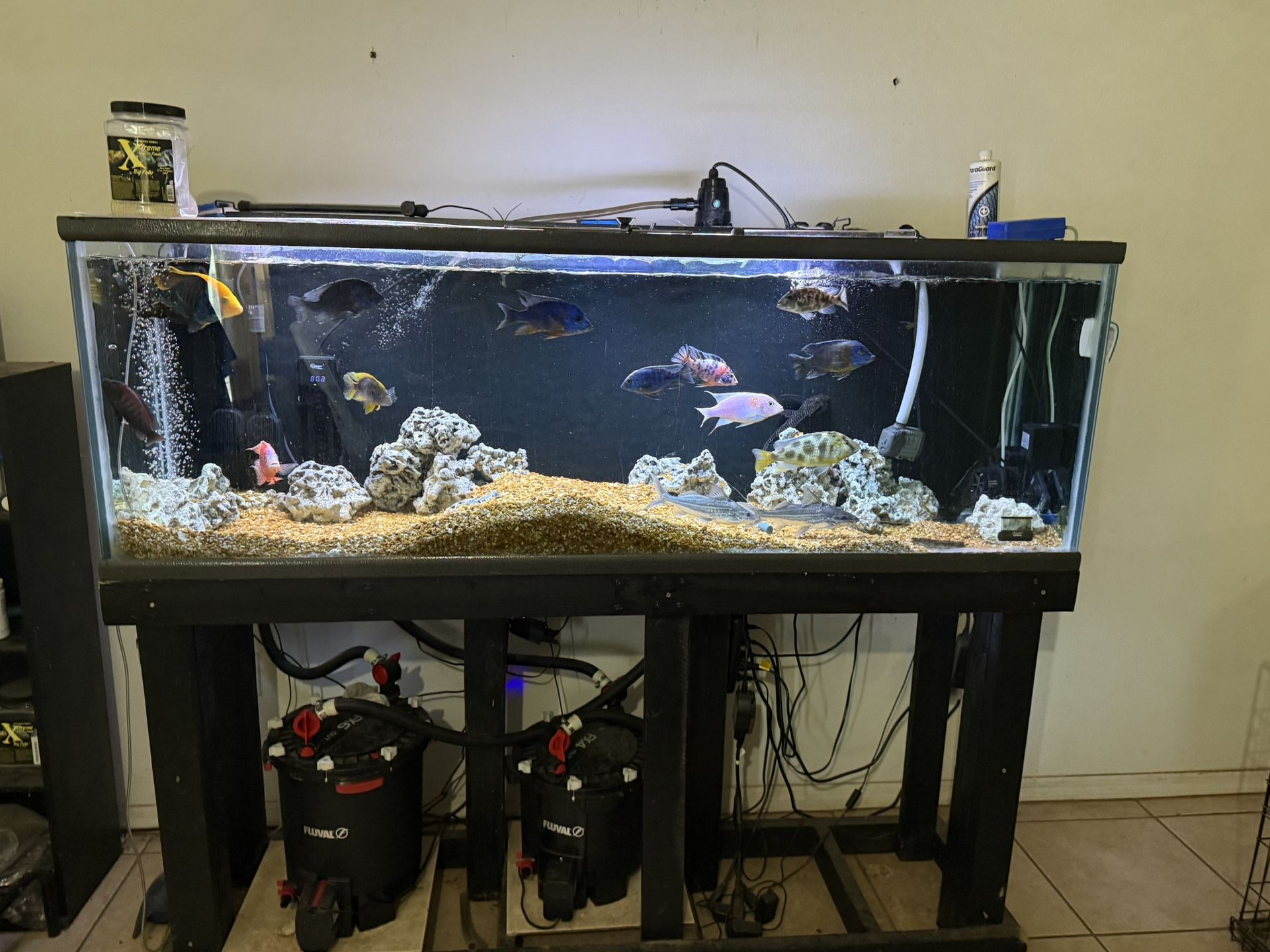 150 Gallon Aquarium W FX6 And FX4