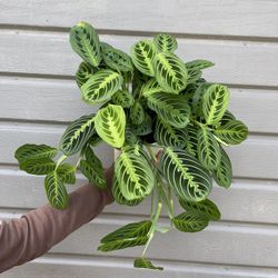 6” Maranta Leuconera Lemon 
