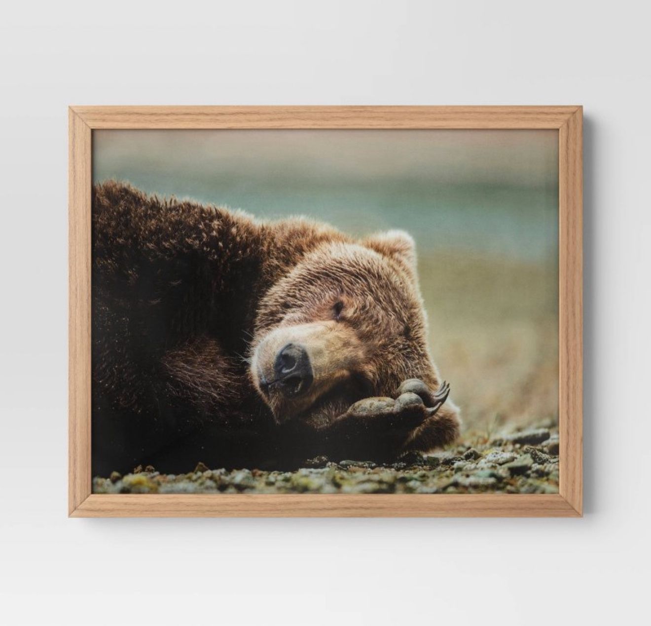 New 20" x 16" Bear Photography Framed Art Brown - Threshold™: Frame, Animal Wall
