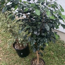 Natural ficus tree