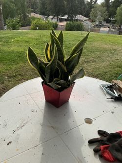 2 Gallon Dwarf Snake Plant 