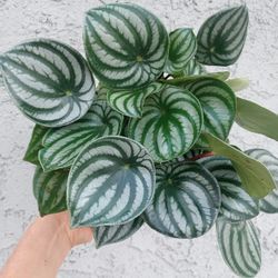 Large Peperomia Watermelon Plant $28