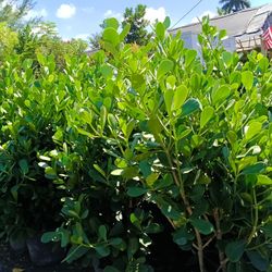 Clusia Overgrown 7gl 🌿 4.5ft $23