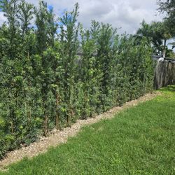 podocarpus  over 6 feet tall Instant Privacy Hedge For Fence Green Full Ready for planting