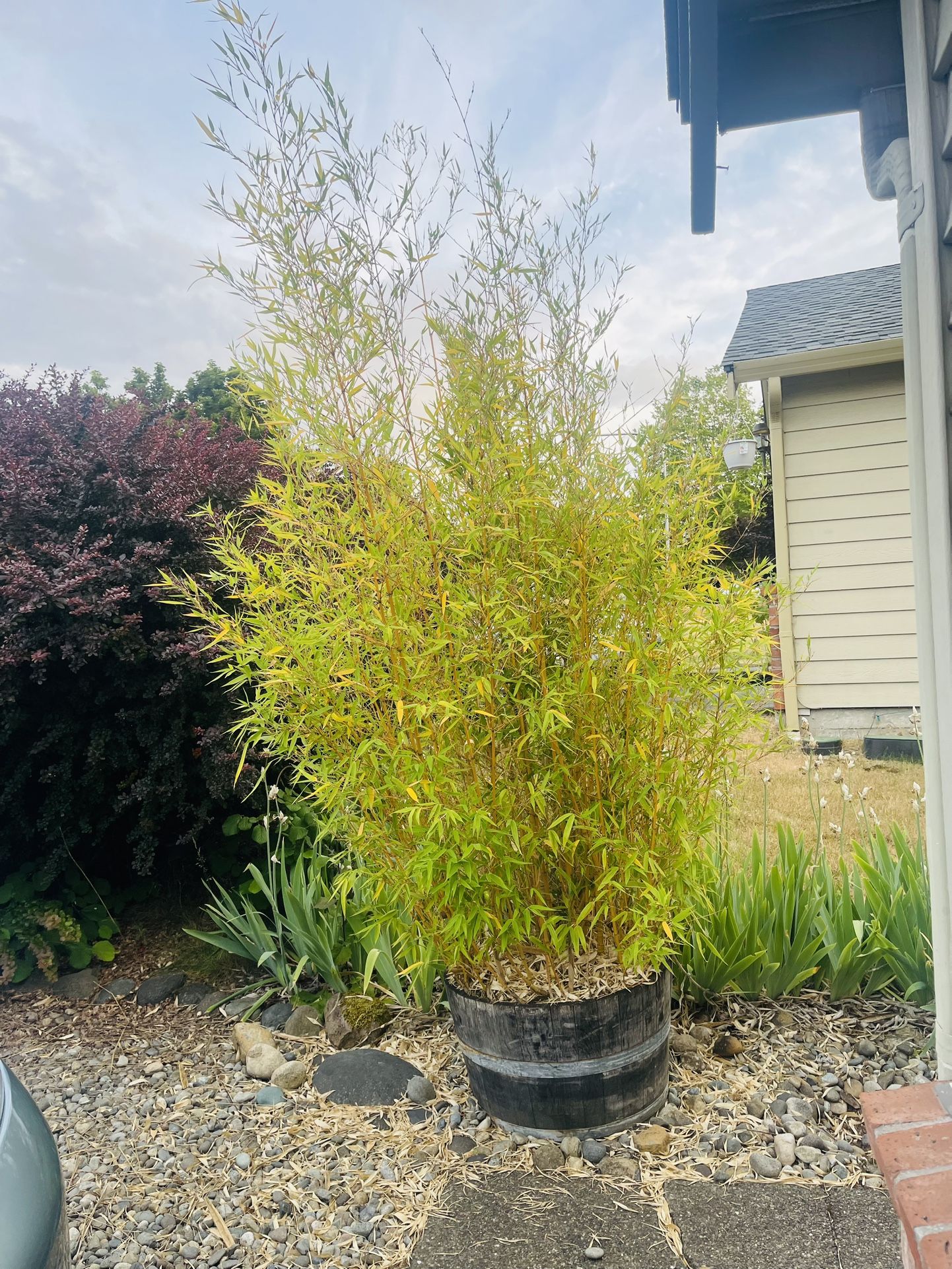 Free Bamboo Plant