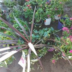 Plants Flowers Variety