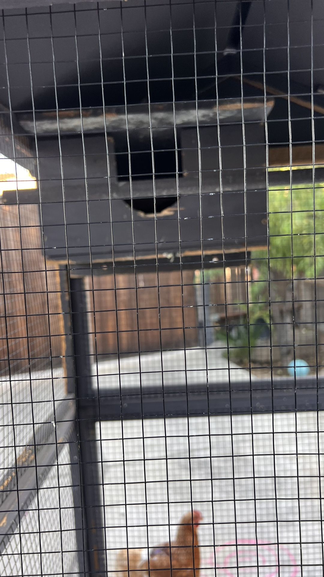Bird Cage