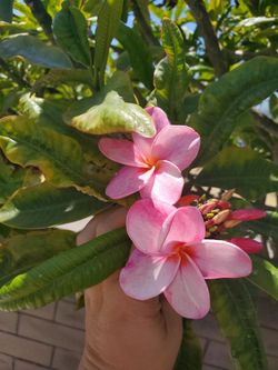 2 Different Colors OfPlumeria 