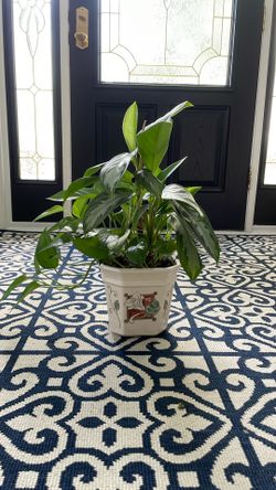 Live Pothos Plants In Beautiful Ceramic Pot