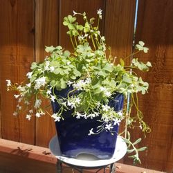 Oxallis Wood Sorrel with Succulent in Terracotta