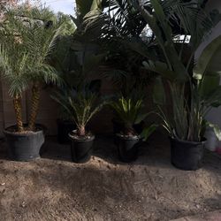 Tropical Plant Bundle