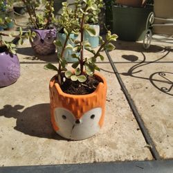 Succulent in Ceramic Pot 