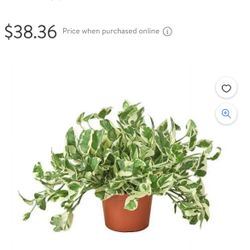 Wondering Jew Or Marble Pothos 