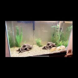 75 Gallon Fish Tank