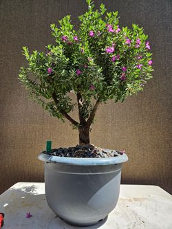 Old Texas ranger-- Leucophyllum frutescens Bonsai Tree