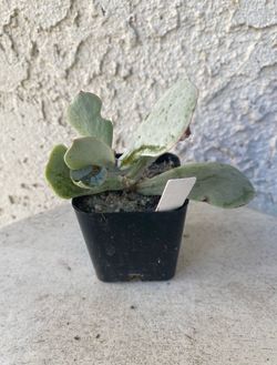 2 Inch Pot Succulent Plant - Silver Pig’s Ear Cotyledon Orbiculata - White Lady - Rooted & Established - Drought Resistant 🪴 Perfect Baby & Wedding S