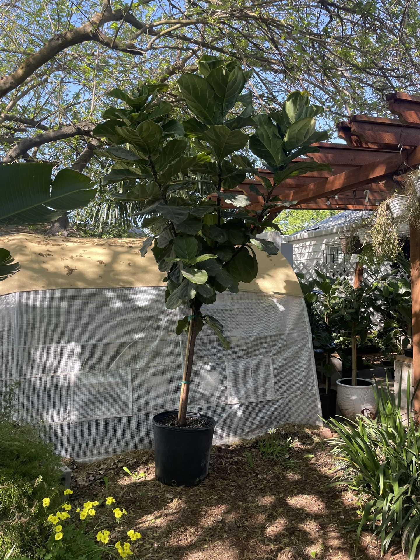 See description***Huge live plant~ 8.5-9ft super healthy fiddle leaf, ceramic pot not included,95820