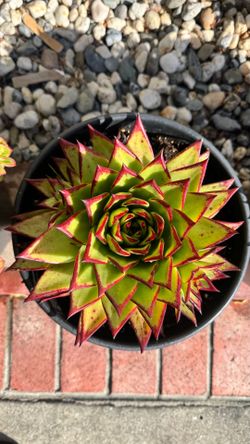 Echeveria Agavoides lipstick in 4 gallon pot